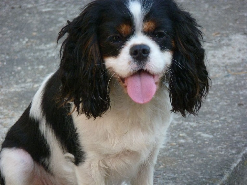 Les Cavalier King Charles Spaniel de l'affixe des dames de la forêt barrade