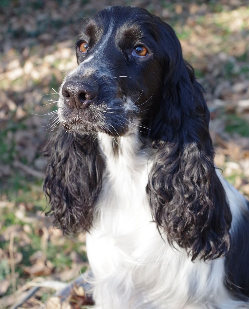 Les Cocker Spaniel Anglais de l'affixe des dames de la forêt barrade