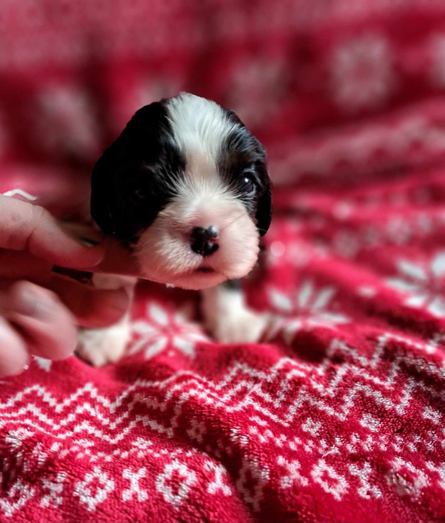 des dames de la forêt barrade - Chiot disponible  - Cavalier King Charles Spaniel