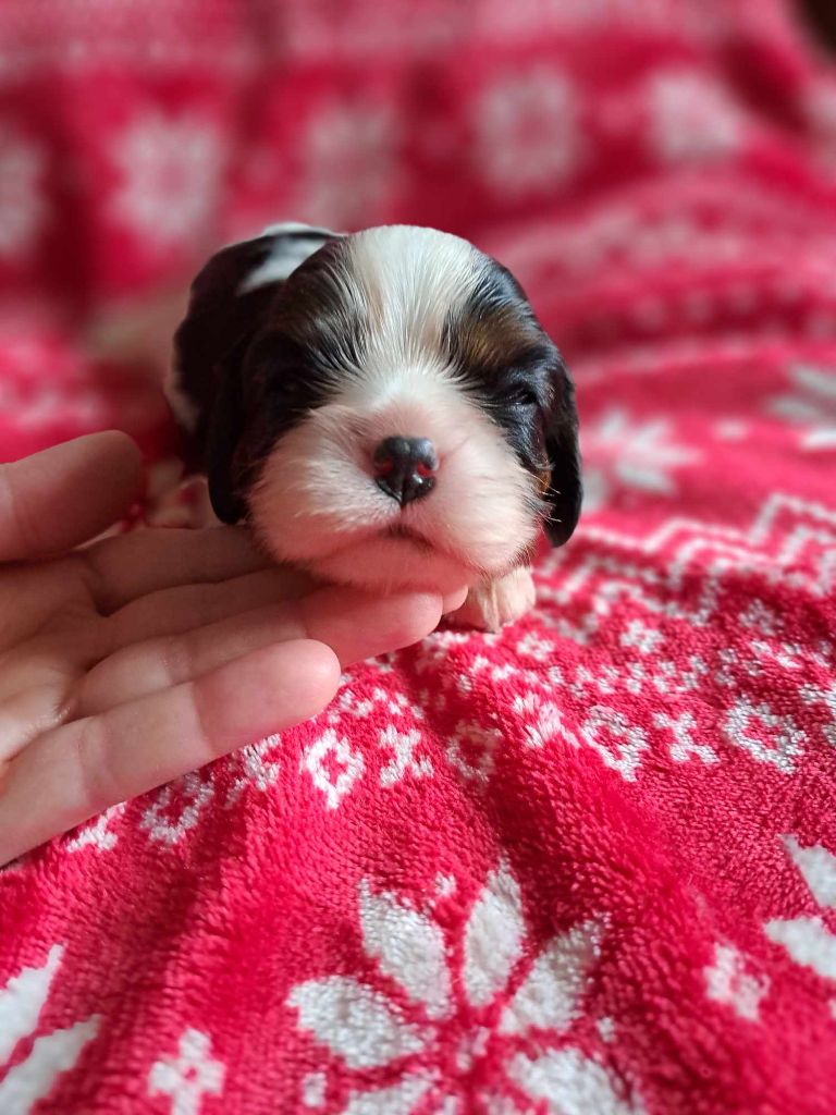 des dames de la forêt barrade - Chiot disponible  - Cavalier King Charles Spaniel