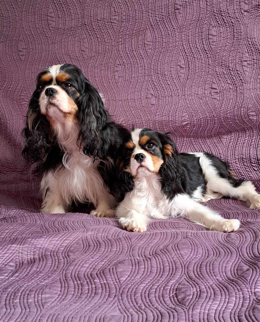 des dames de la forêt barrade - Chiots disponibles - Cavalier King Charles Spaniel