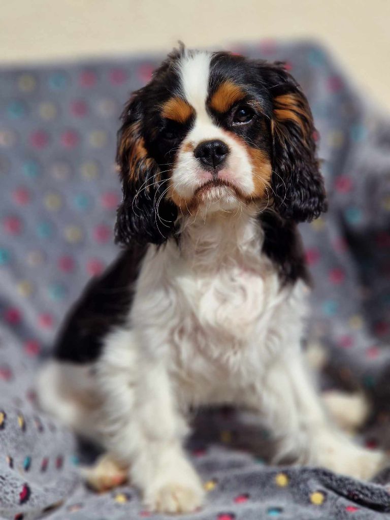 Chiot Cavalier King Charles Spaniel des dames de la forêt barrade